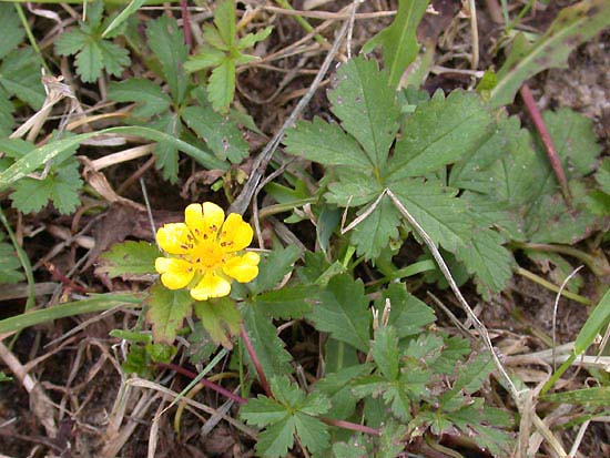  Image name: potentilla comune3.jpg 
 width: 550 pixel 
 height: 413 pixel 
 Size: 98008 bytes 
 Click to enlarge 